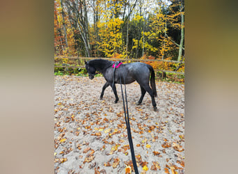 Welsh-PB, Jument, 2 Ans, 140 cm, Gris