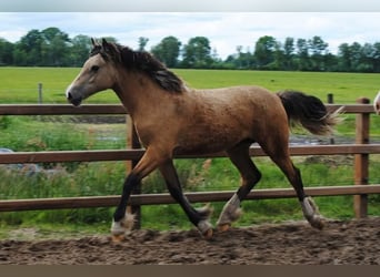 Welsh-PB Croisé, Jument, 2 Ans, 160 cm, Isabelle