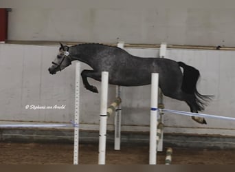 Welsh-PB, Jument, 4 Ans, 145 cm, Gris