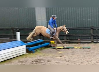 Welsh-PB, Jument, 5 Ans, 138 cm, Palomino