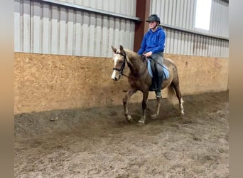 Welsh-PB, Jument, 5 Ans, 138 cm, Palomino