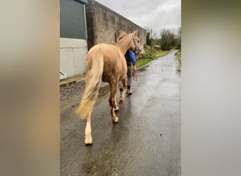 Welsh-PB, Jument, 5 Ans, 138 cm, Palomino