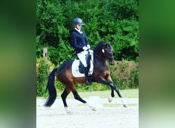 Welsh-PB, Jument, 5 Ans, 146 cm, Bai brun