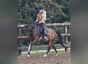 Welsh-PB, Jument, 6 Ans, 130 cm, Bai brun