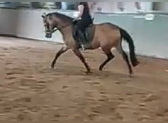 Welsh-PB, Jument, 6 Ans, 145 cm, Isabelle