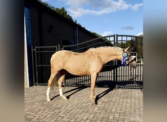 Welsh-PB, Jument, 6 Ans, Palomino