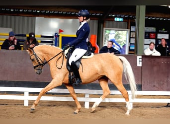 Welsh-PB, Jument, 6 Ans, Palomino