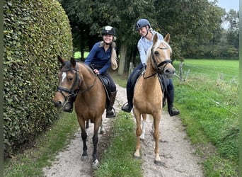 Welsh-PB, Jument, 6 Ans, Palomino