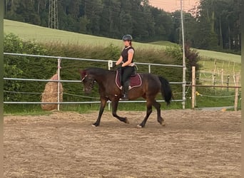 Welsh-PB, Jument, 7 Ans, 150 cm, Bai brun