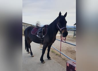 Welsh-PB, Jument, 7 Ans, 150 cm, Bai brun