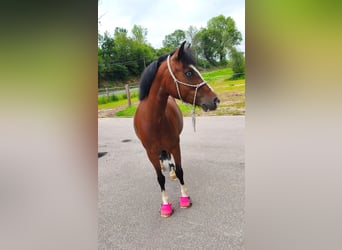 Welsh-PB, Jument, 8 Ans, 126 cm