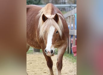 Welsh-PB, Jument, 8 Ans, 144 cm, Alezan