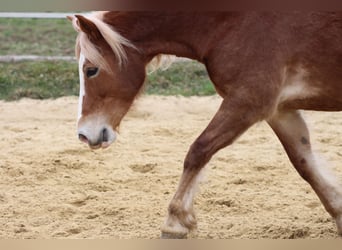 Welsh-PB, Jument, 8 Ans, 144 cm, Alezan