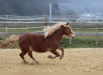 Welsh-PB, Jument, 8 Ans, 144 cm, Alezan