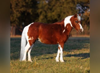 Welsh-PB Croisé, Jument, 9 Ans, 107 cm, Pinto