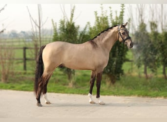 Welsh-PB, Jument, 9 Ans, 153 cm, Bai