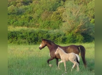 Welsh-PB, Jument, Poulain (05/2023), 110 cm, Cremello