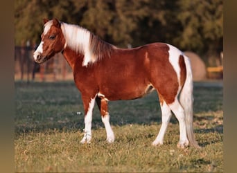 Welsh-PB Mix, Merrie, 10 Jaar, 107 cm, Gevlekt-paard