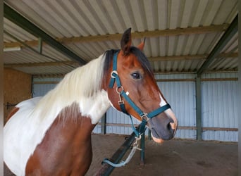 Welsh-PB, Merrie, 10 Jaar, 152 cm, Gevlekt-paard