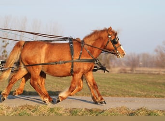 Welsh-PB Mix, Merrie, 12 Jaar, 130 cm, Donkere-vos