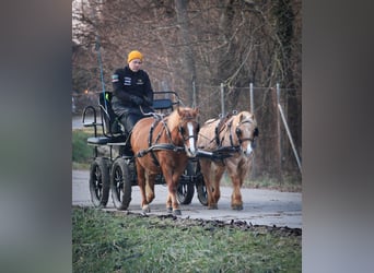 Welsh-PB Mix, Merrie, 12 Jaar, 130 cm, Donkere-vos