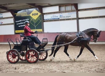 Welsh-PB, Merrie, 12 Jaar, 150 cm, Bruin