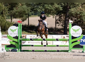Welsh-PB, Merrie, 15 Jaar, 138 cm, Bruin