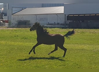 Welsh-PB, Merrie, 1 Jaar, 135 cm, Bruin
