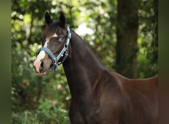 Welsh-PB, Merrie, 1 Jaar, 145 cm, Donkerbruin