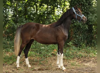 Welsh-PB, Merrie, 1 Jaar, 145 cm, Donkerbruin