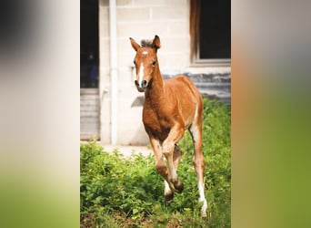 Welsh-PB, Merrie, 1 Jaar, Bruin