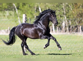 Welsh-PB, Stute, 1 Jahr, Schwarzbrauner