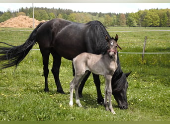 Welsh-PB, Stute, 1 Jahr, Schwarzbrauner