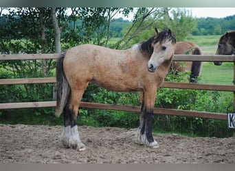 Welsh-PB Mix, Merrie, 2 Jaar, 160 cm, Falbe