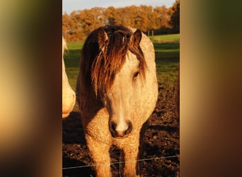 Welsh-PB Mix, Merrie, 2 Jaar, 160 cm, Falbe