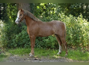 Welsh-PB, Merrie, 3 Jaar, 122 cm, Vos