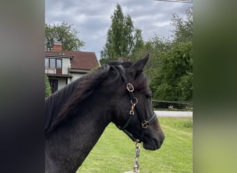 Welsh-PB, Merrie, 3 Jaar, 140 cm