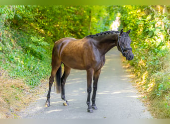 Welsh-PB, Merrie, 3 Jaar, 143 cm, Donkerbruin