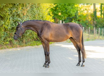 Welsh-PB, Merrie, 3 Jaar, 143 cm, Donkerbruin