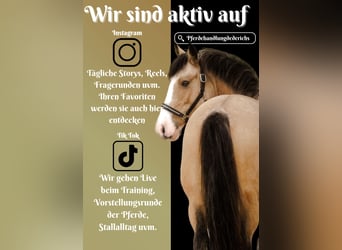 Welsh-PB Mix, Stute, 4 Jahre, 146 cm, Buckskin