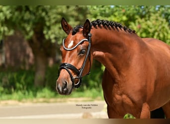 Welsh-PB, Merrie, 4 Jaar, 147 cm, Bruin