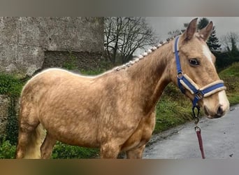 Welsh-PB, Merrie, 5 Jaar, 138 cm, Palomino