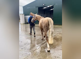 Welsh-PB, Merrie, 5 Jaar, 138 cm, Palomino