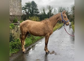 Welsh-PB, Merrie, 5 Jaar, 138 cm, Palomino