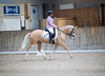 Welsh-PB, Merrie, 5 Jaar, 145 cm, Palomino