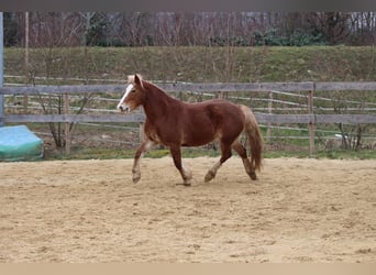 Welsh-PB, Merrie, 8 Jaar, 144 cm, Vos