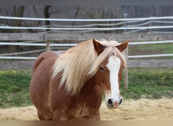 Welsh-PB, Merrie, 8 Jaar, 144 cm, Vos