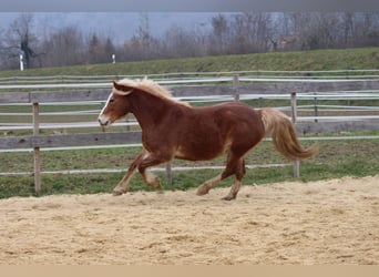 Welsh-PB, Merrie, 8 Jaar, 144 cm, Vos