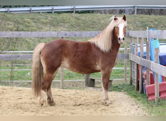 Welsh-PB, Merrie, 8 Jaar, 144 cm, Vos