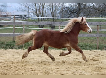 Welsh-PB, Merrie, 8 Jaar, 144 cm, Vos